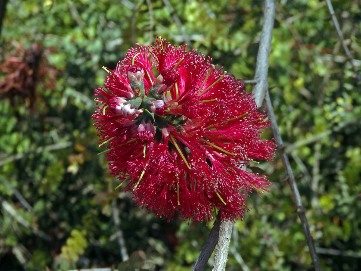 Melaleuca eliptica Labill.