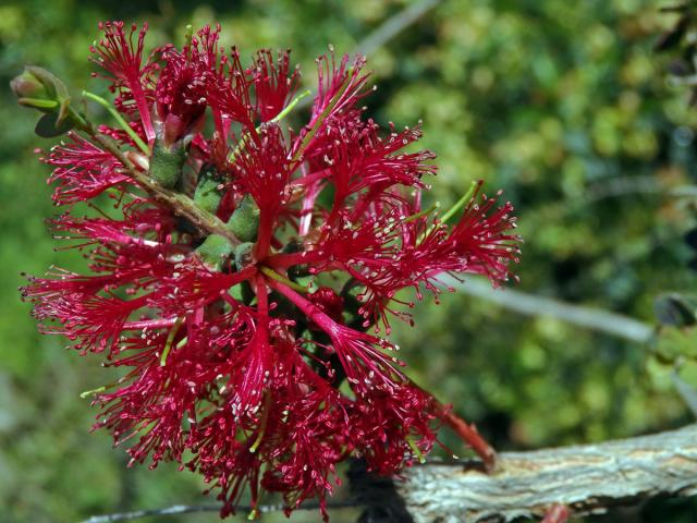 Melaleuca eliptica Labill.