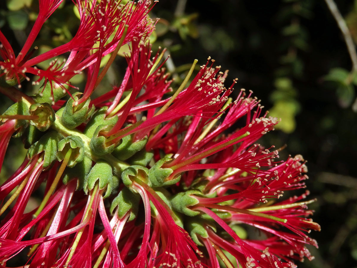 Melaleuca eliptica Labill.