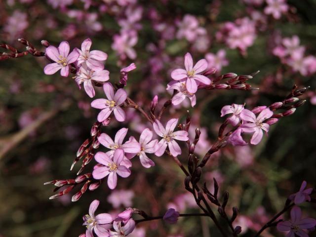 Limonka (Limonium caesium (Girard) Kuntze)