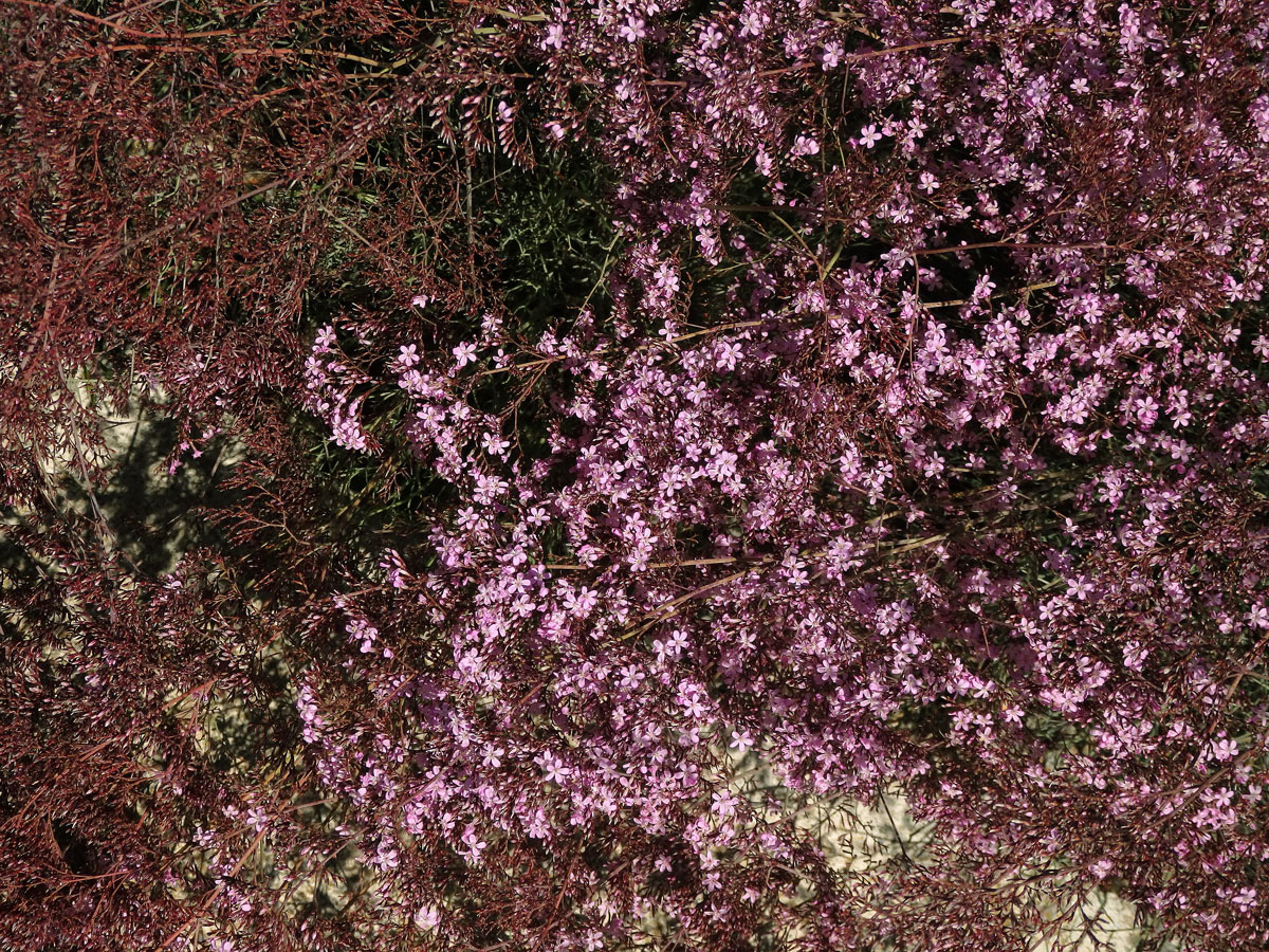 Limonka (Limonium caesium (Girard) Kuntze)