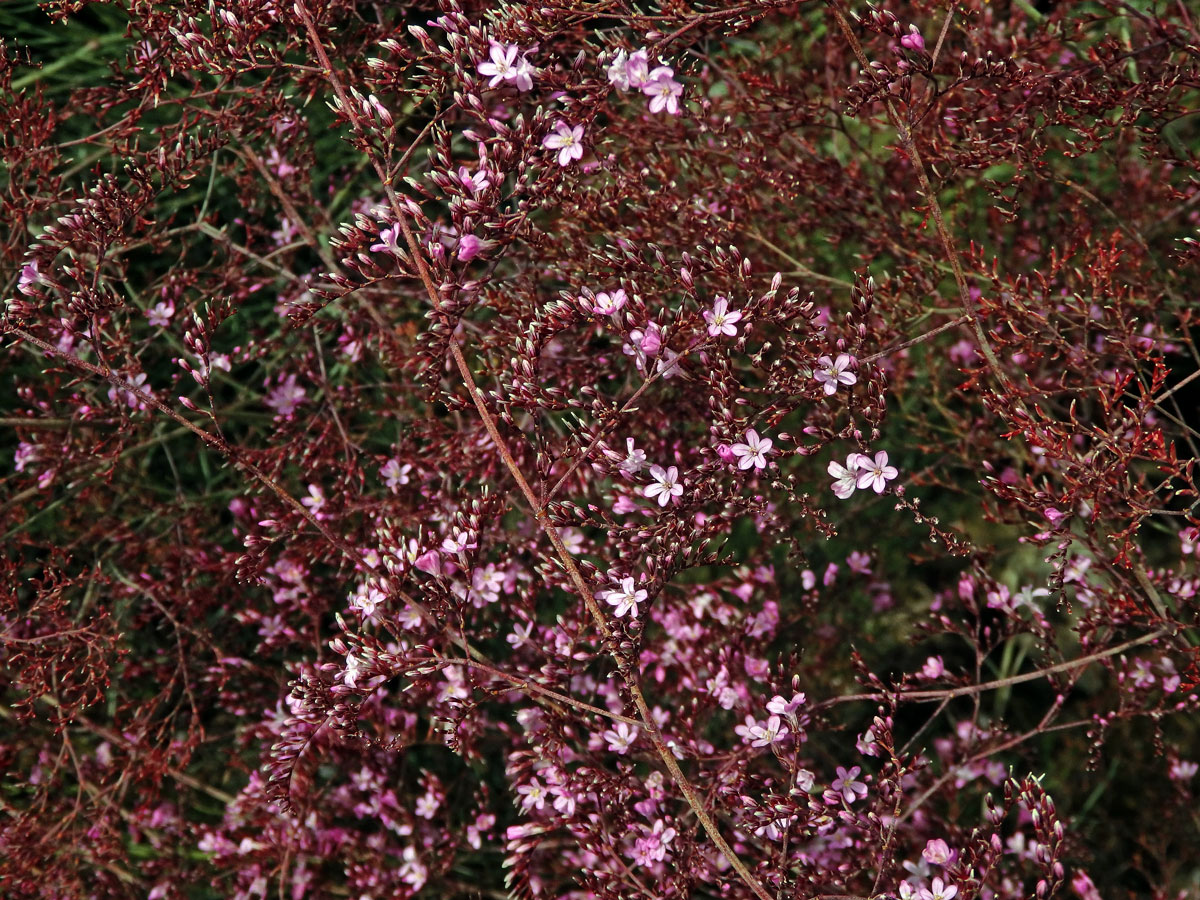 Limonka (Limonium caesium (Girard) Kuntze)