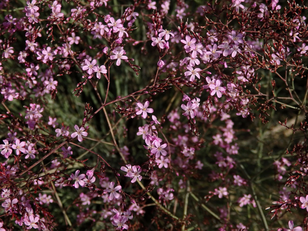 Limonka (Limonium caesium (Girard) Kuntze)