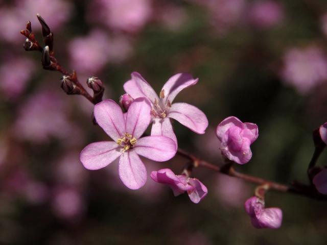 Limonka (Limonium caesium (Girard) Kuntze)