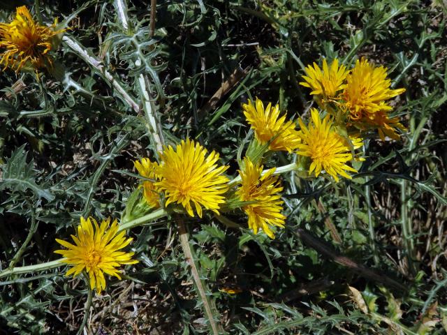 Scolymus grandiflorus Desf.