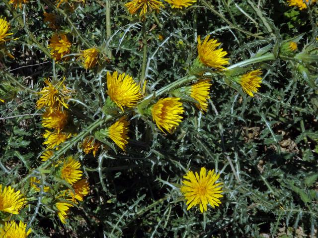 Scolymus grandiflorus Desf.