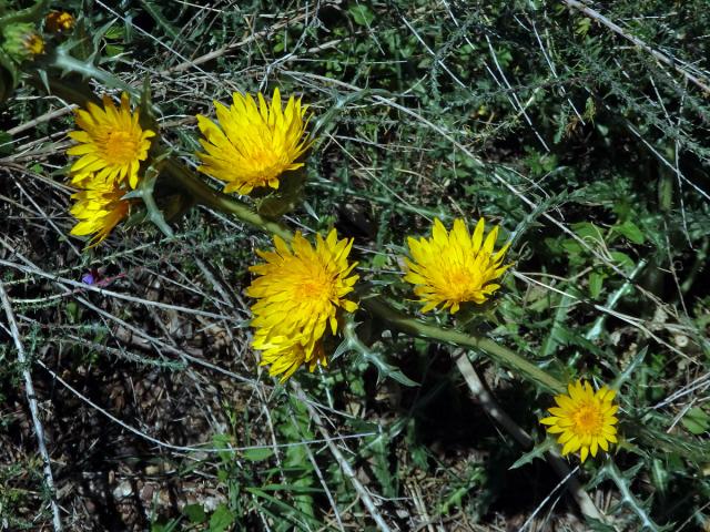 Scolymus grandiflorus Desf.