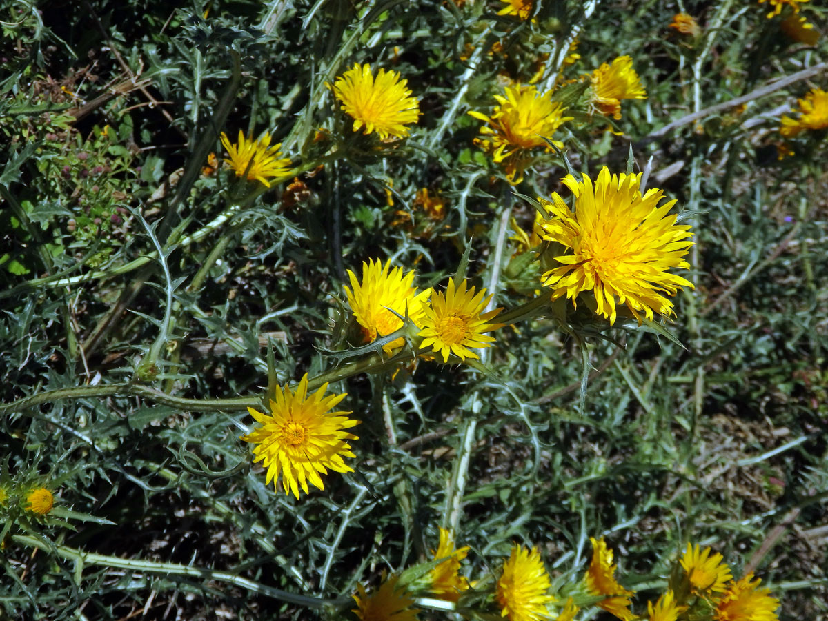 Scolymus grandiflorus Desf.