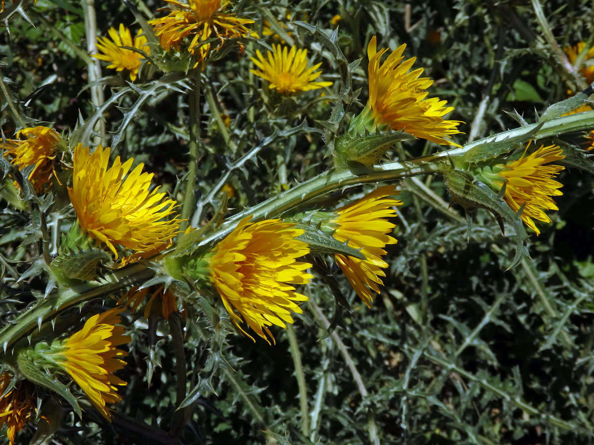 Scolymus grandiflorus Desf.