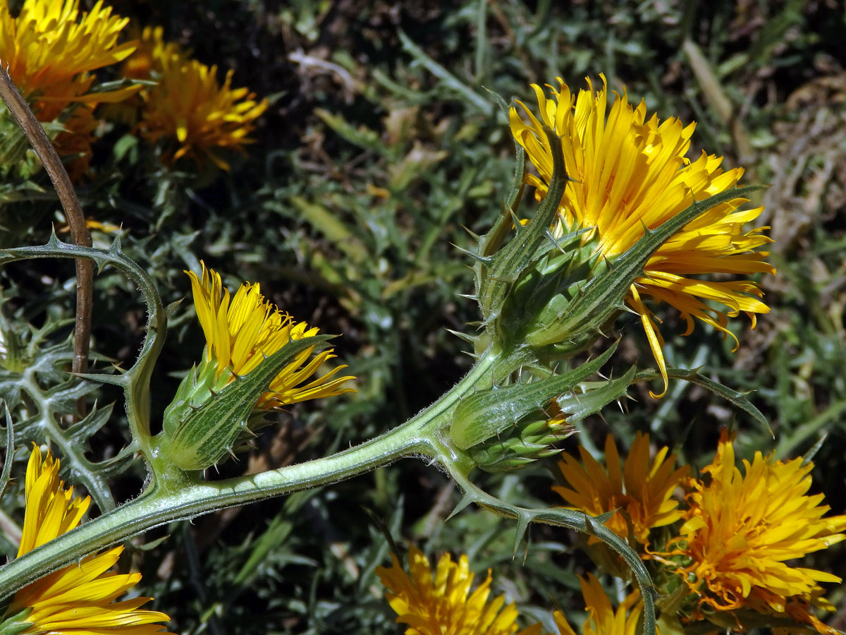 Scolymus grandiflorus Desf.