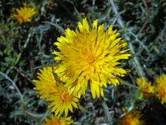 Scolymus grandiflorus Desf.