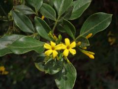 Jasmín nejvonnější (Jasminum odoratissimum L.)    