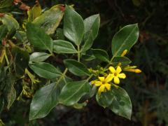 Jasmín nejvonnější (Jasminum odoratissimum L.)