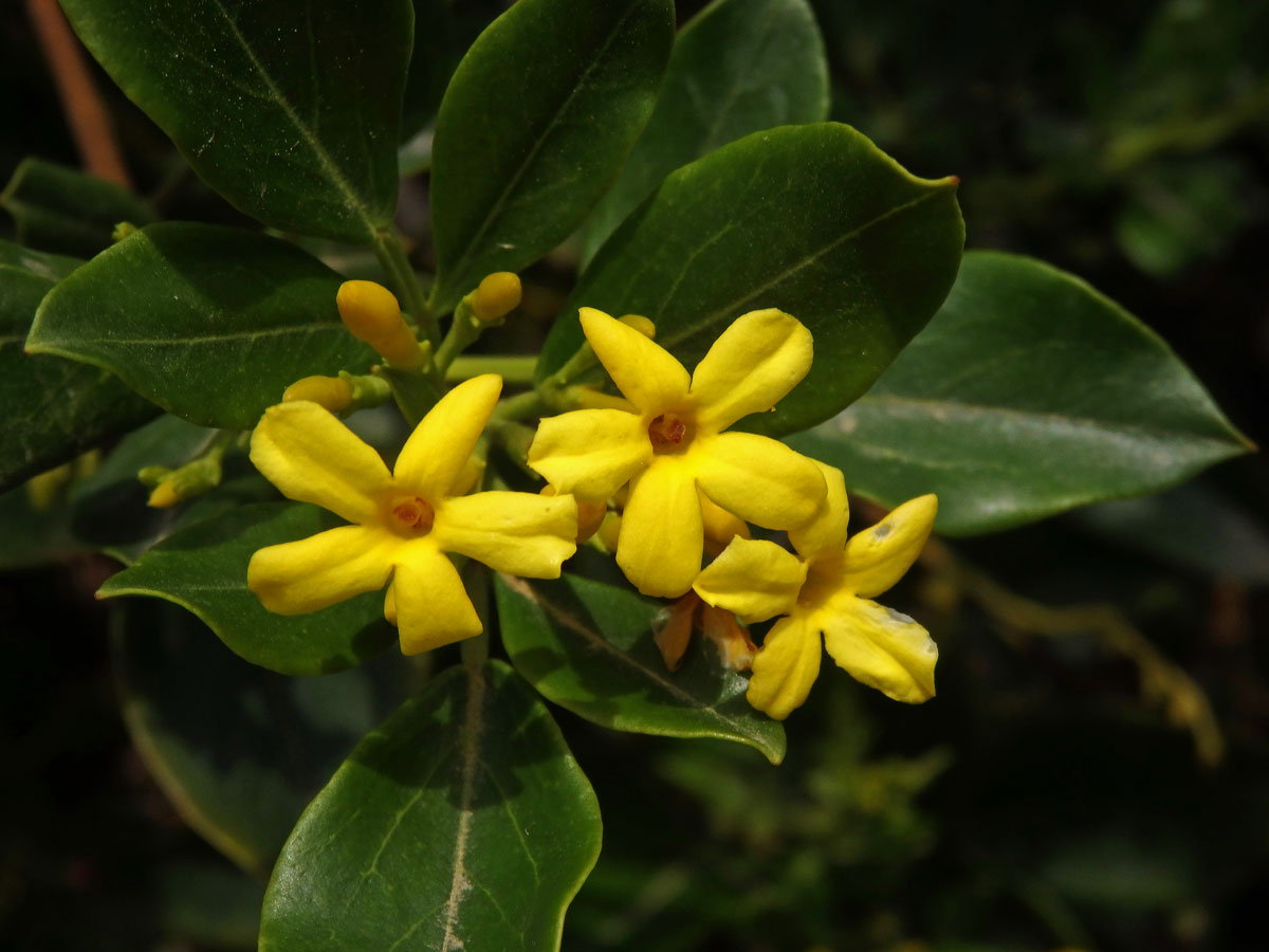 Jasmín nejvonnější (Jasminum odoratissimum L.)