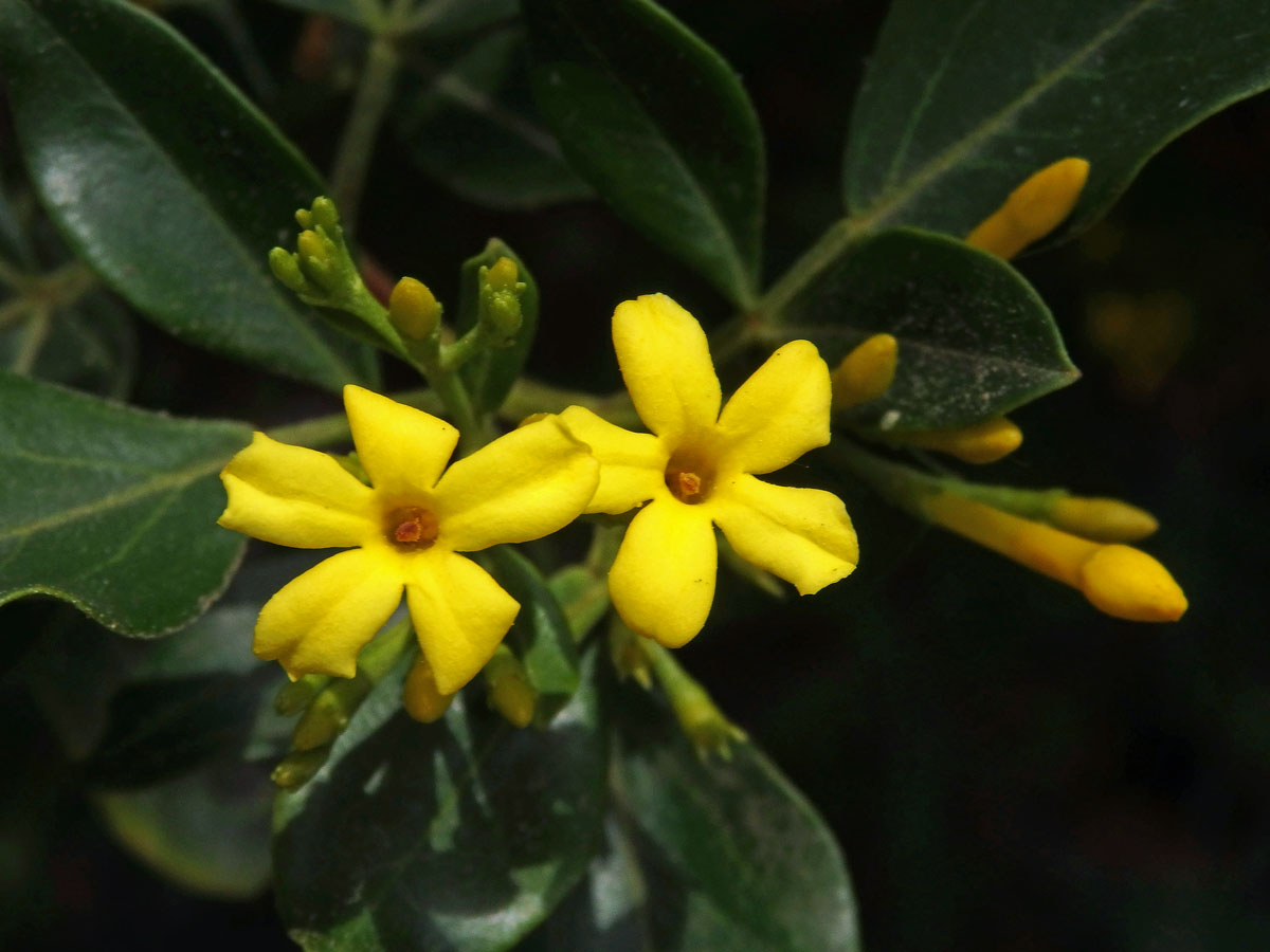 Jasmín nejvonnější (Jasminum odoratissimum L.)