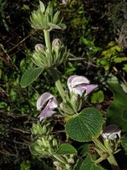 Sápa (Phlomis bovei Noë)