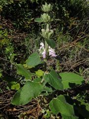 Sápa (Phlomis bovei Noë)