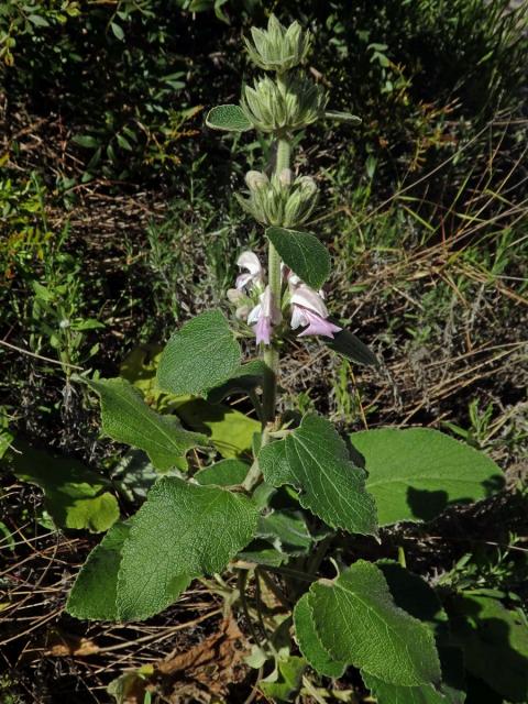 Sápa (Phlomis bovei Noë)