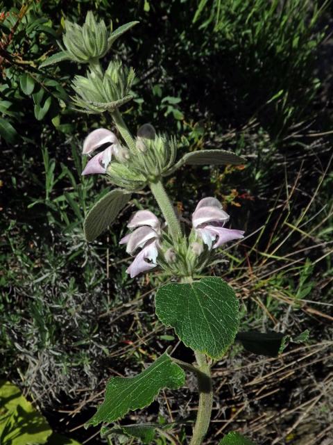 Sápa (Phlomis bovei Noë)