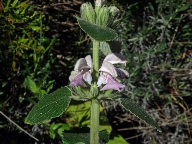 Sápa (Phlomis bovei Noë)