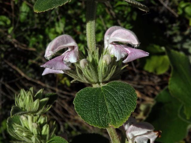 Sápa (Phlomis bovei Noë)