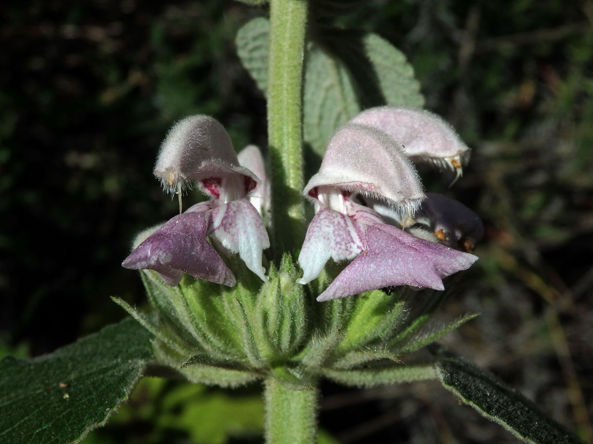 Sápa (Phlomis bovei Noë)