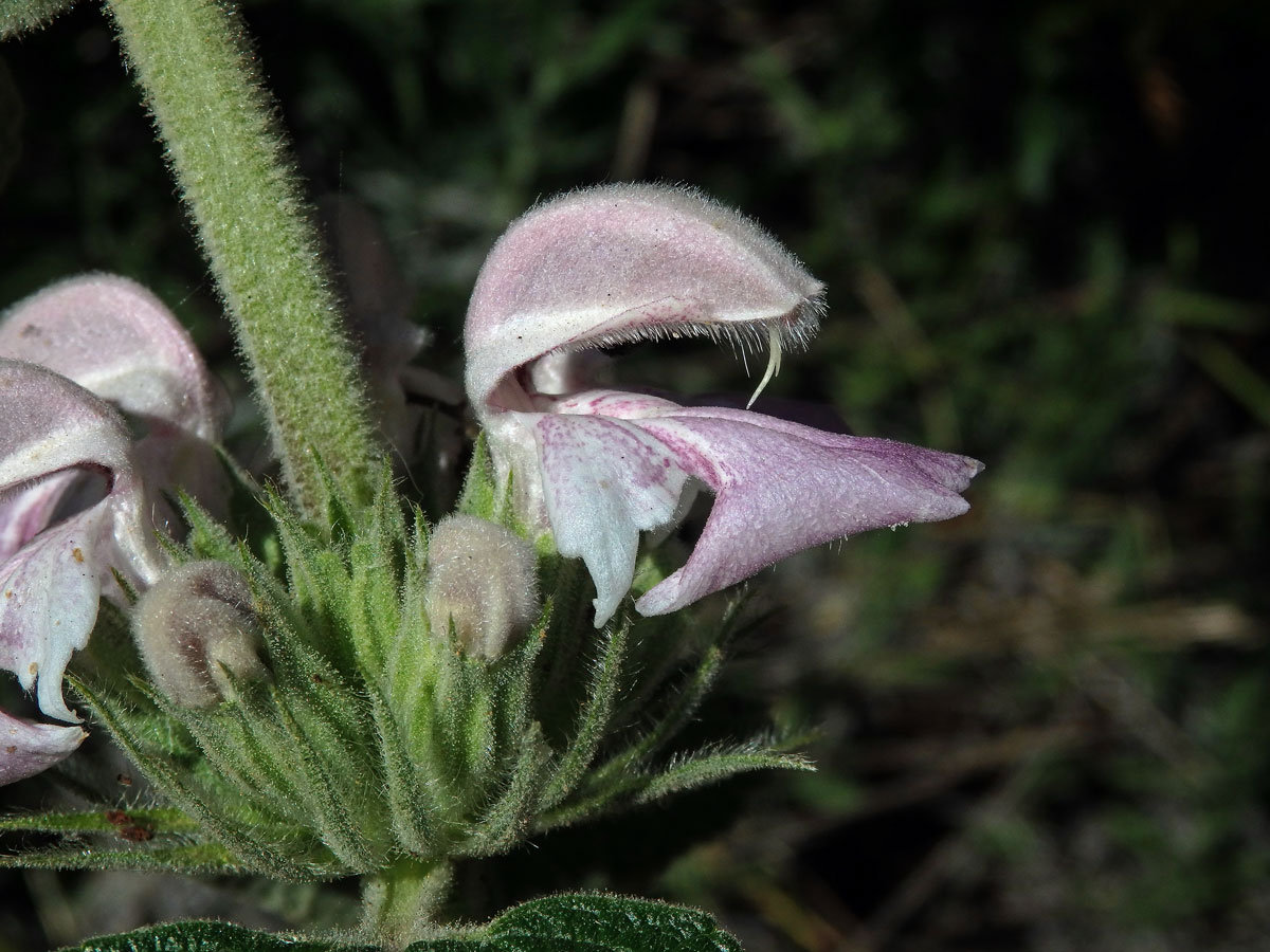 Sápa (Phlomis bovei Noë)