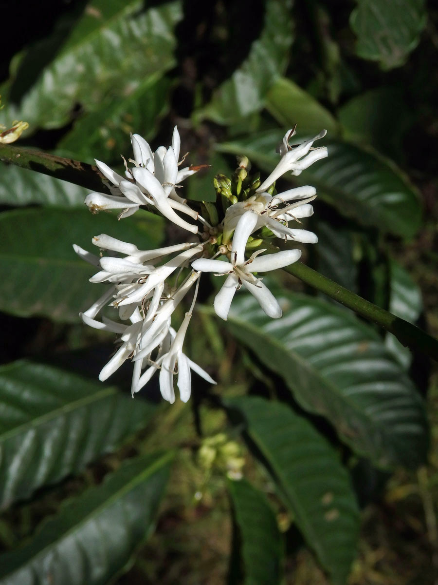 Kávovník statný (Coffea canephora Pierre ex Froehner)