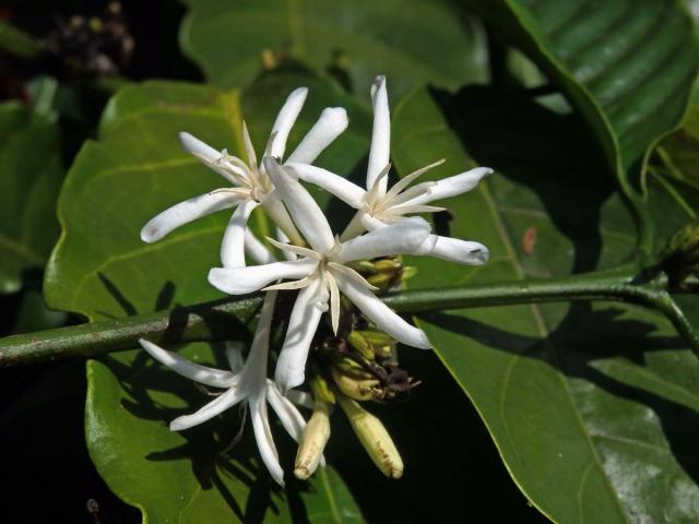 Kávovník statný (Coffea canephora Pierre ex Froehner)