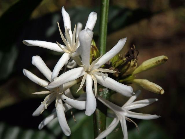 Kávovník statný (Coffea canephora Pierre ex Froehner)