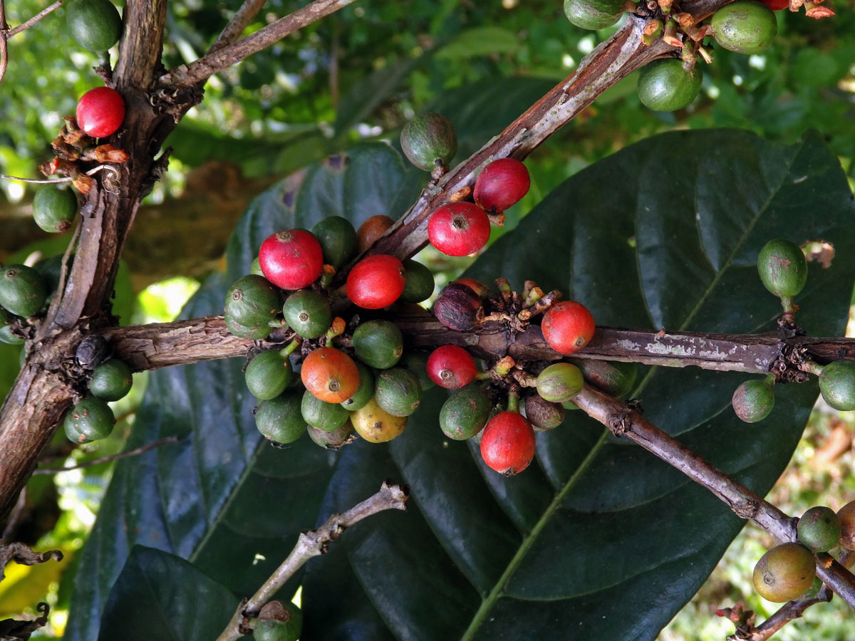 Kávovník statný (Coffea canephora Pierre ex Froehner)