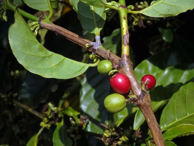 Kávovník statný (Coffea canephora Pierre ex Froehner)