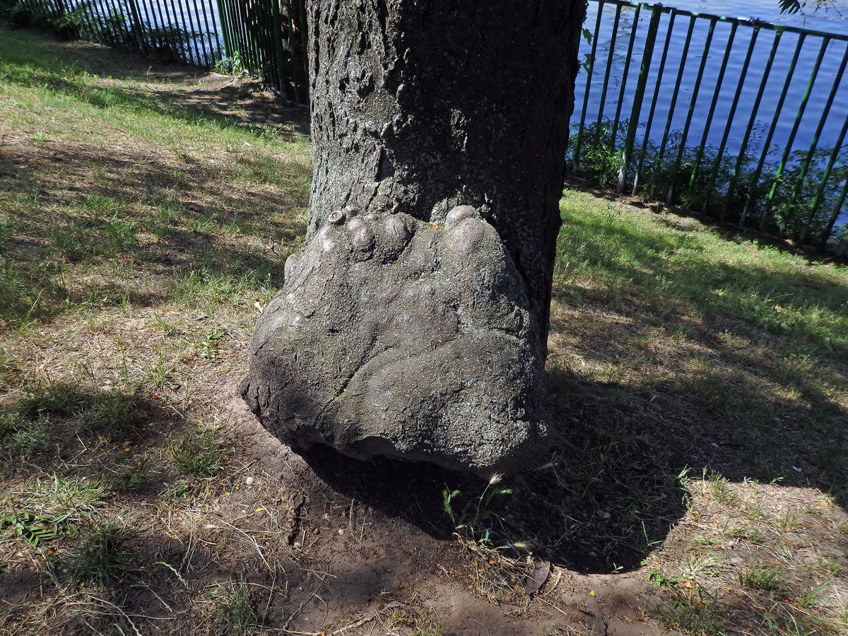 Dřezovec trojtrnný (Gleditsia triacanthos L.) (5b) s nádorem na kmeni