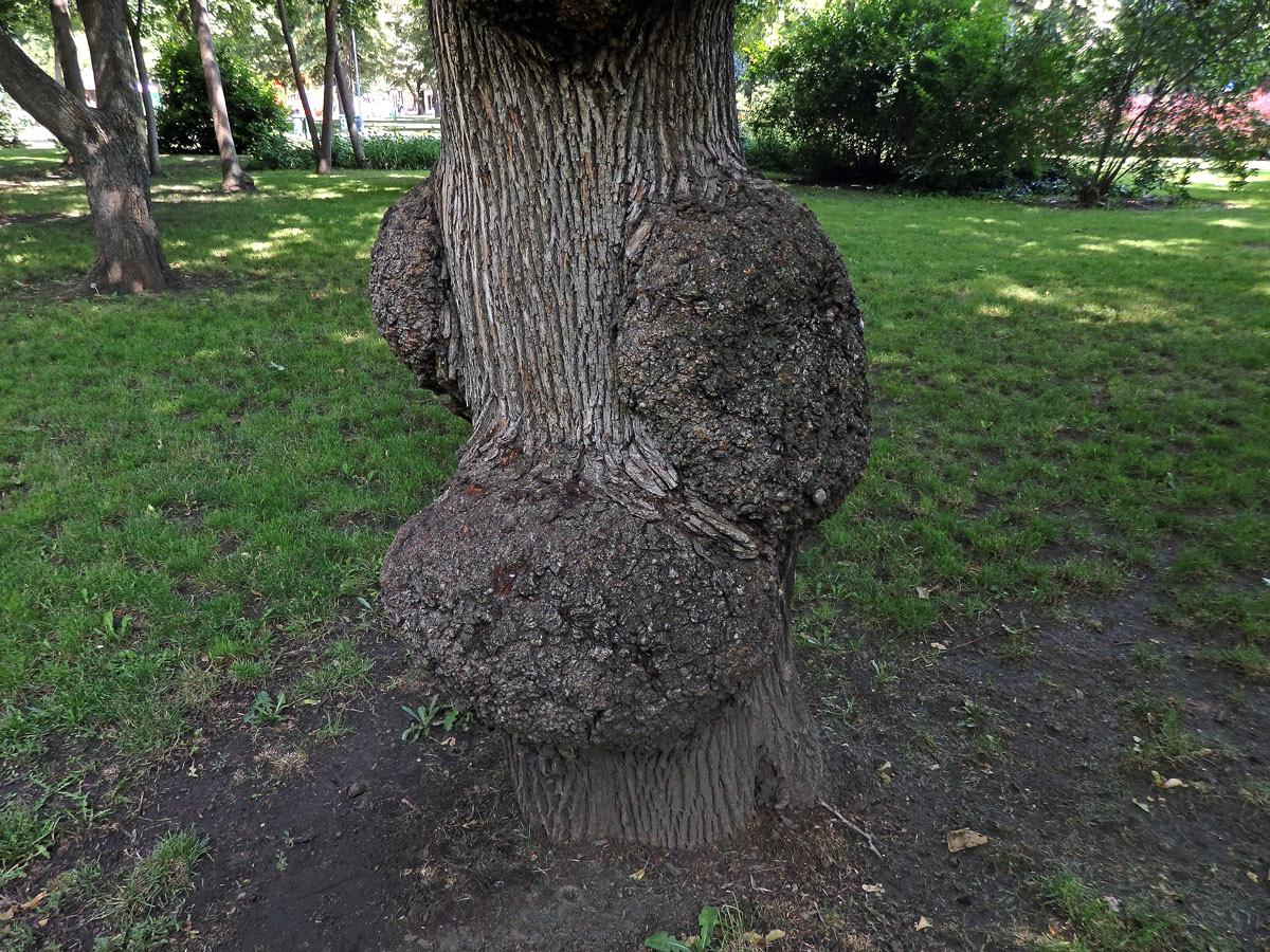 Javor mléč (Acer platanoides L.) s nádorem na kmeni (65e)