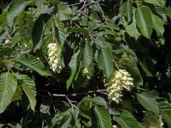 Habrovec habrolistý (Ostrya carpinifolia Scop.)