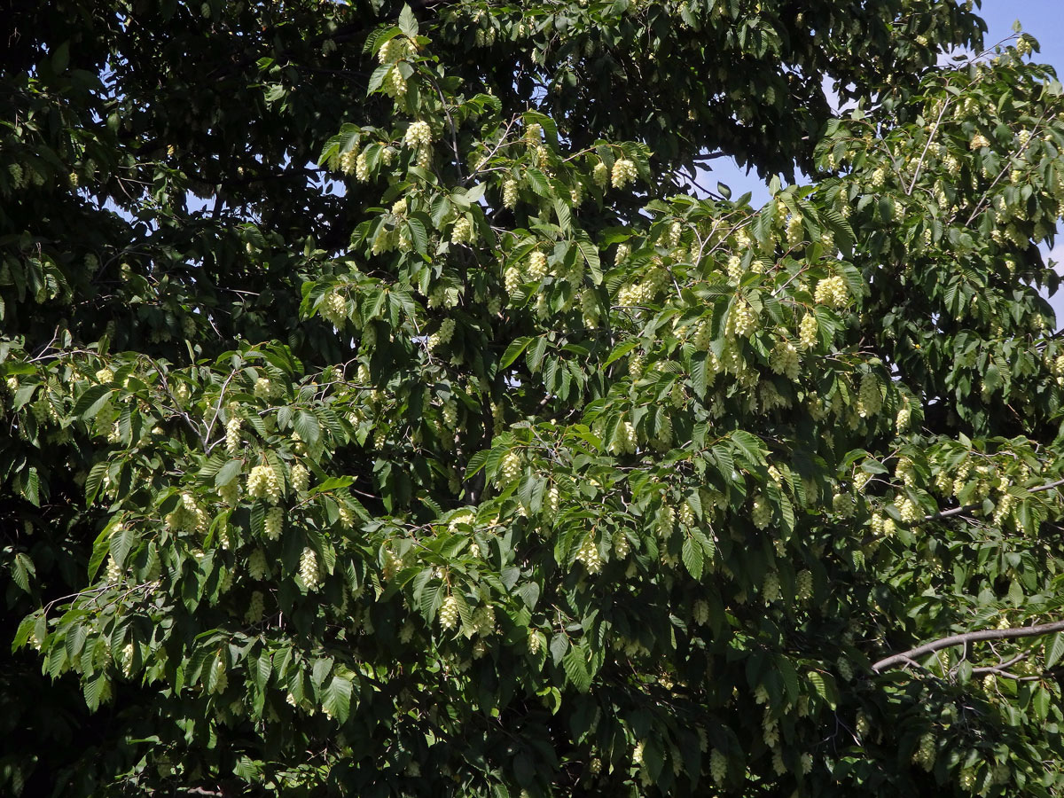 Habrovec habrolistý (Ostrya carpinifolia Scop.)