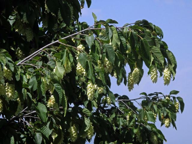 Habrovec habrolistý (Ostrya carpinifolia Scop.)