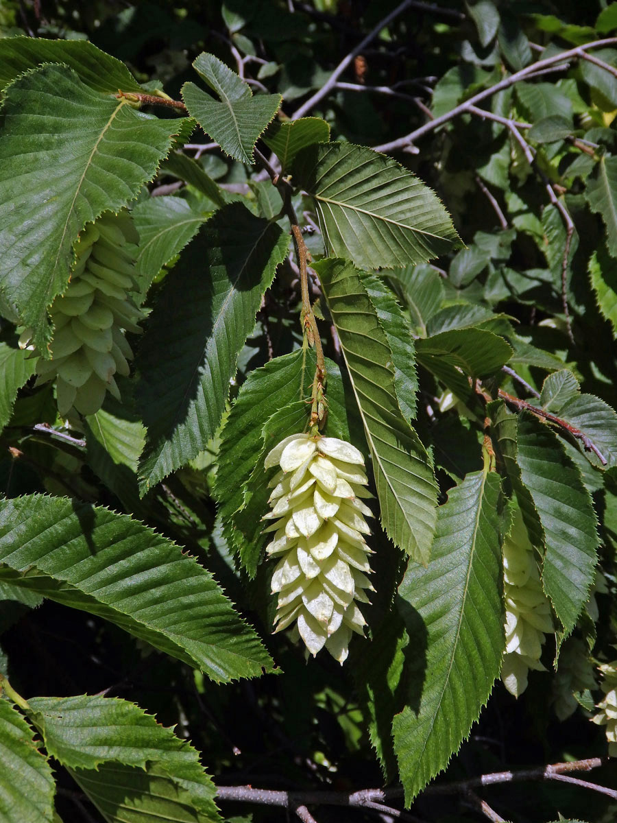 Habrovec habrolistý (Ostrya carpinifolia Scop.)