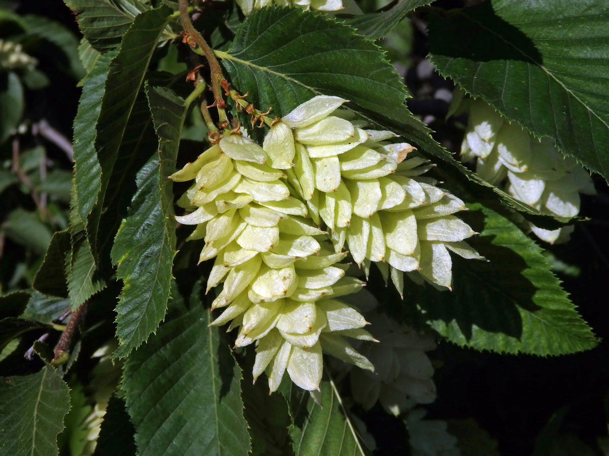 Habrovec habrolistý (Ostrya carpinifolia Scop.)