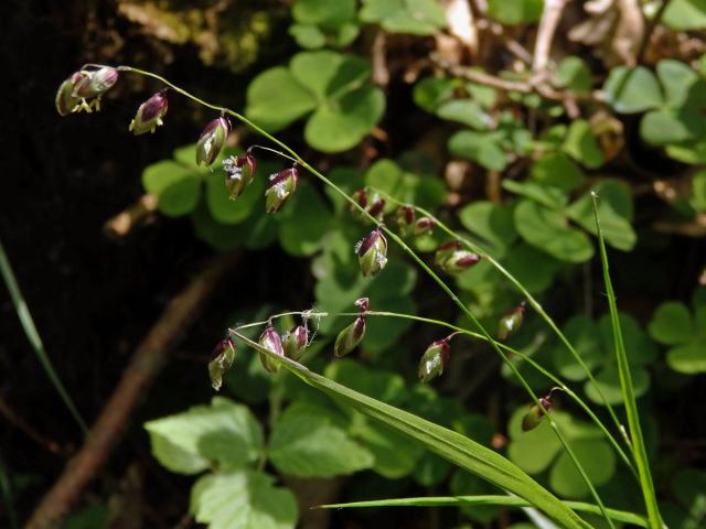 Strdivka zbarvená (Melica picta K. Koch)