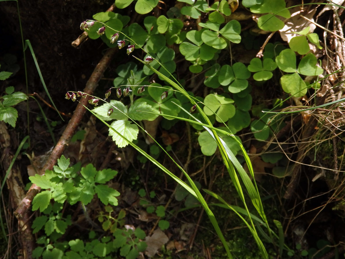 Strdivka zbarvená (Melica picta K. Koch)