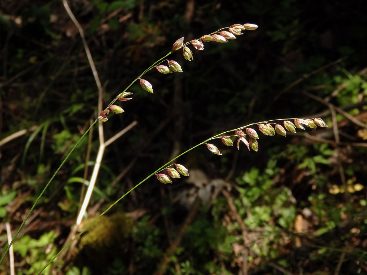 Strdivka zbarvená (Melica picta K. Koch)