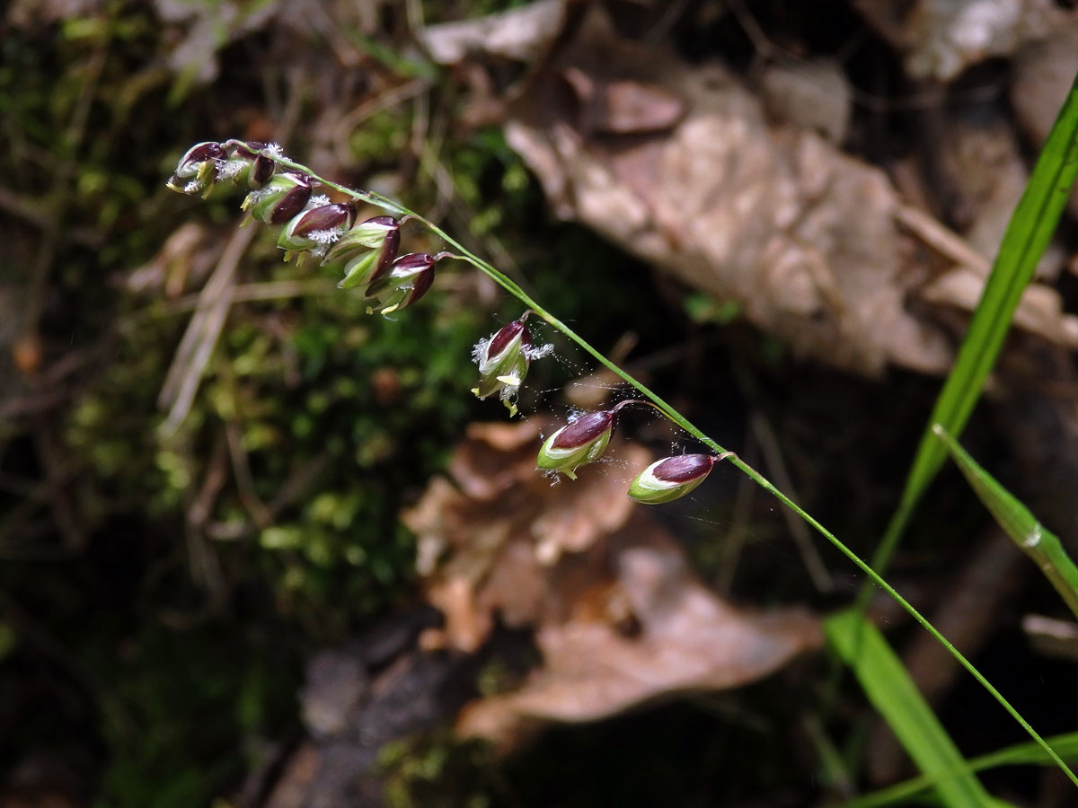 Strdivka zbarvená (Melica picta K. Koch)