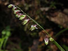 Strdivka zbarvená (Melica picta K. Koch)