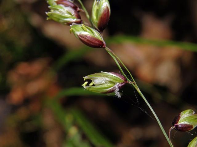 Strdivka zbarvená (Melica picta K. Koch)