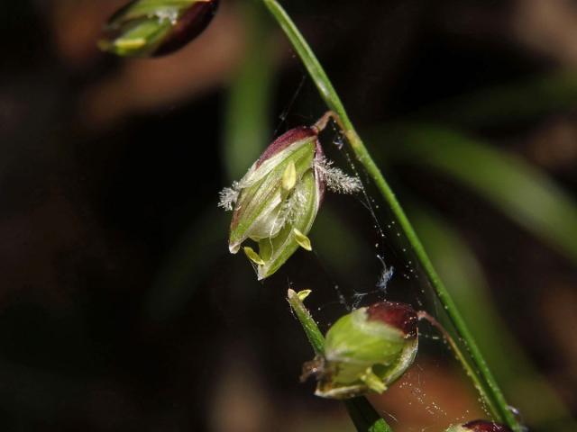 Strdivka zbarvená (Melica picta K. Koch)