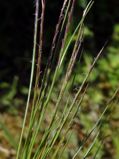 Smilka tuhá (Nardus stricta L.)