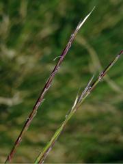 Smilka tuhá (Nardus stricta L.)