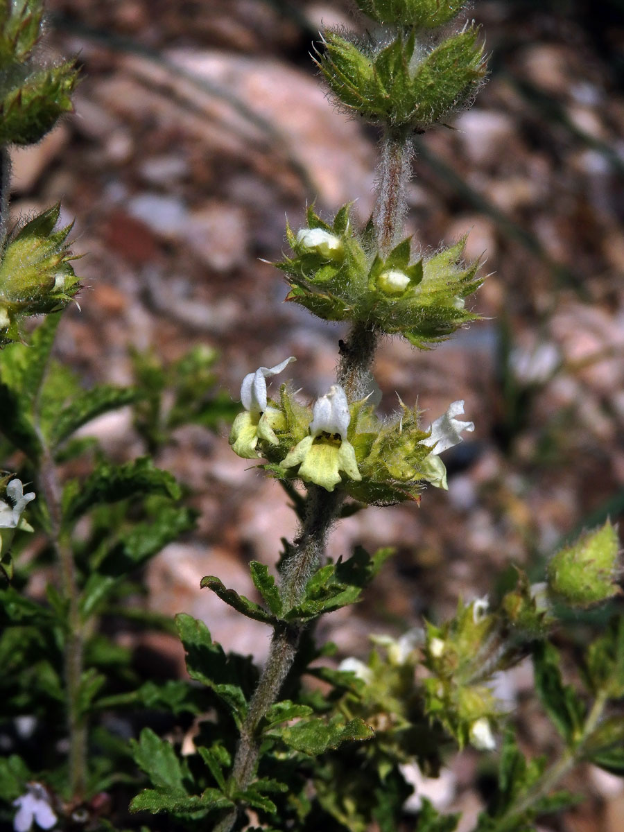 Hojník horní (Sideritis hirsuta L.)