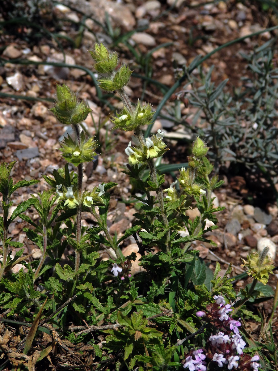 Hojník horní (Sideritis hirsuta L.)